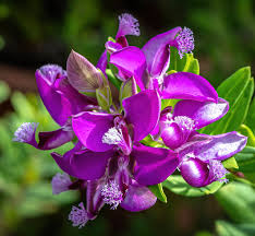 Image result for Polygala xanthina