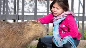 We did not find results for: Envenenaron A Pancho El Carpincho De Una Nena De Ocho Anos Que Se Lo Queria Llevar La Gendarmeria Infobae