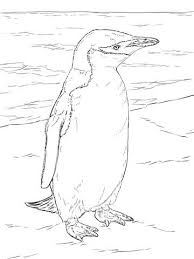 Realistic Chinstrap Penguin Penguin Coloring Pages Penguin Coloring Coloring Pages