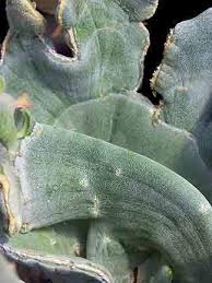 Image result for Euphorbia lissosperma