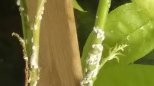 The night blooming jasmine plant arrived on jun 3rd, 2015. What S Wrong With My Night Blooming Jasmine Plant