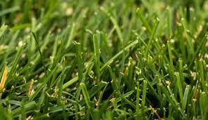 How to water your lawn in the spring and summer. How To Water Your Lawn Correctly Stewart S Lawn