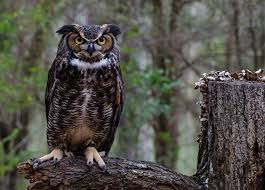 How often do owls eat? Great Horned Owl National Geographic