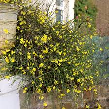 Image result for Jasminum nudiflorum