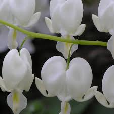 Image result for Dicentra spectabilis alba