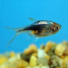 The species became an instant favorite among aquarists after its introduction in the early 1900s and is the best known and most widely kept species among the rasboras. Purple Harlequin Rasbora 10pcs Fishplay