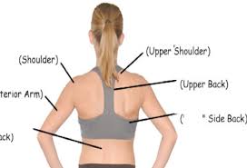 Skeletal muscles are the only muscles that can be consciously controlled. Upper Back Muscles Diagram Quizlet