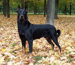 Lexie gave birth to 12 beautiful puppies on the 18th of april. Beauceron Puppies Price Off 69 Www Usushimd Com