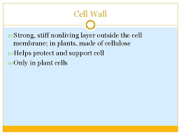 Sep 07, 2017 · the stiff, rigid parts of the pinna are made of cartilage, just like our noses. Cells By Jody Ddd Cell Wall Strong Stiff