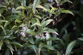 Image result for Vahlia digyna