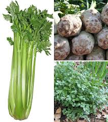 Combien de temps le conserver : Celeri Rave Celeri Branche Semer Planter Cultiver Recolter Celerie Rave Cultiver Celeri Branche