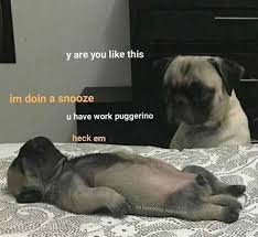 14 Clean And Funny Animal Memes Funny Animal Memes Funny Animal Photos Cat Memes Clean