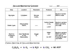 Cellular Respiration Summary Chart By The Bio Bears Tpt