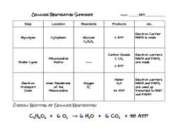 cellular respiration summary chart by the bio bears tpt