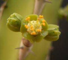 Image result for Euphorbia persistentifolia
