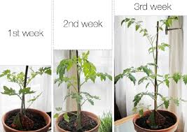 Kenapa pokok durian ni terbantut pembesarannya. Cara Membuat Tanaman Cepat Tumbuh Besar