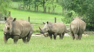 Rhinos At Marwell Zoo