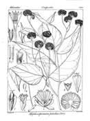 Image result for Blepharispermum