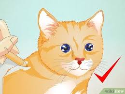 How to draw a cute cat? How To Draw A Cat Face 8 Steps With Pictures Wikihow