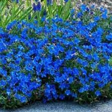 'longwood blue' is a bright, pale blue; Lithodora Diffusa Grace Ward Heavenly Blue In Bud Bloom Garden Plants Plants Pollinator Garden Ground Cover Plants