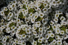 Fast delivery, safe ship warranty! Gardenç¬¬1é  ç¶ æ‰‹æŒ‡ æœ€å°ˆæ¥­çš„é¤ŠèŠ±app