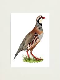 Image result for Alectoris rufa