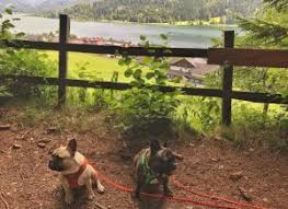 Entdecke für deine ferien mit hund in weissensee schon jetzt alle möglichkeiten, spannende aktivitäten, und was sich unsere gastgeberinnen für dich und deinen hund haben einfallen lassen. Urlaub Mit Hund Am Weissensee Karnten Hundereise