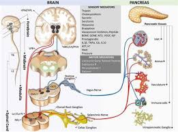 Frontiers Pancreas Brain Crosstalk Frontiers In Neuroanatomy