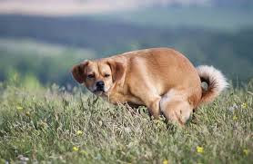 Check spelling or type a new query. Pepcid Ac For Dogs A K A Famotidine For Dogs Ultimate Home Life