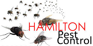 Avid pest services is your nearest pest control company in hamilton. The 6 Best Options For Pest Control In Hamilton 2021