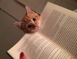22 Pets Who Have No Intention Of Letting You Read Your Book Cats Cute Cats Funny Animals