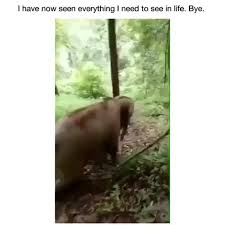 Sliding Straight Into Your Heart Cute Baby Animals Funny Animal Videos Funny Animals