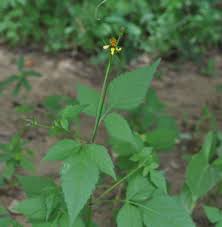 Image result for Bidens biternata