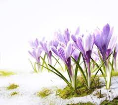 Return to the search box and paste in the url (ctrl+v or command+v). Spring Flowers Background Free Stock Photos Download 20 431 Free Stock Photos For Commercial Use Format Hd High Resolution Jpg Images