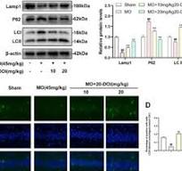 20-Deoxyingenol (20-DOI) treatment inhibits morphine-induced ...
