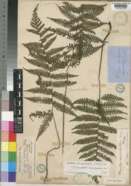 Image result for Ctenitis cirrhosa