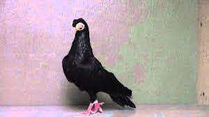 Budapest shortbeak, budapester korte, budapester kurze, capitombolante di budapest a becco corto, culbutant de budapes. Black White Beak Budapest Male Youtube