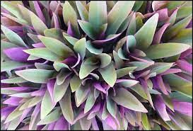 The petals are waxy, cream colored and cinnamon scented. Moses Plant Photo Moses Plant Terrarium Plants Plants