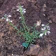 Image result for Chascanum schlechteri