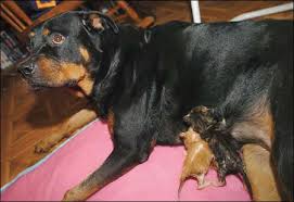 Rottweiler Nurses Abandoned Kittens Itchmo News For Dogs Cats