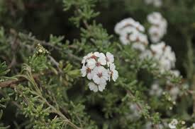 Image result for Eriocephalus ambiguus