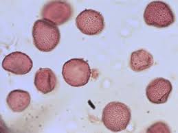 Image result for Juncaginaceae