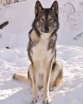 Tamaskan - PetGuide
