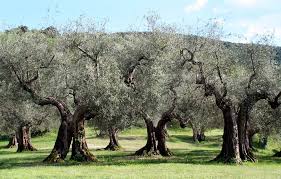 Image result for Olea