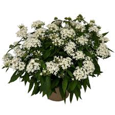 Image result for Pentas herbacea