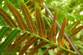 Image result for Todea