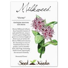 Showy Milkweed Seeds Asclepias Speciosa Milkweed Plant Perennial Flowering Plants Flower Seeds