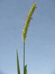 Image result for Setaria longiseta