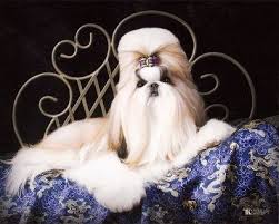 Shih Tzu Puppies For Sale Dog Breeder Shih Tzu Dogs Shih Tzu Puppy Dog Breeder Shih Tzu