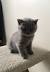 Cute British Shorthair Baby
